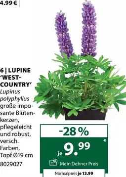 Dehner 6 lupine west- country Angebot