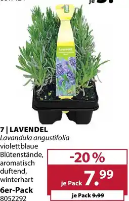 Dehner 7 lavendel Angebot