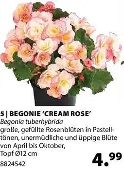 Dehner 5 begonie cream rose Angebot