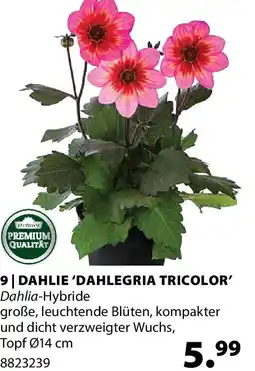 Dehner 9 dahlie 'dahlegria tricolor' Angebot