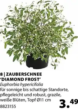 Dehner 8 zauberschnee 'diamond frost' Angebot