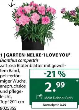 Dehner 1 garten-nelke 'i love you' Angebot
