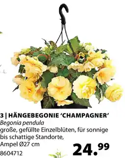 Dehner 3 hängebegonie 'champagner' Angebot