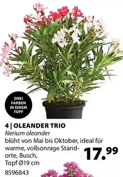 Dehner 4 oleander trio Angebot