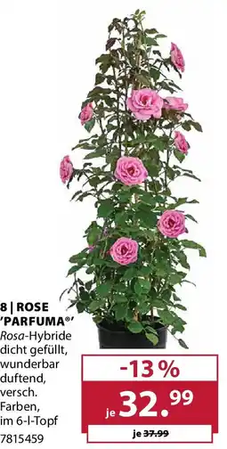 Dehner 8 rose 'parfuma Angebot