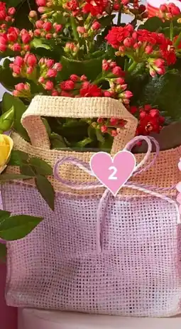 Spar Kalanchoe Angebot