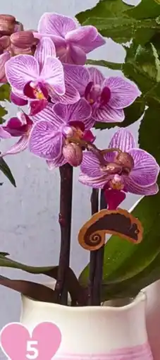 Spar Mini Orchidee Phalaenopsis Angebot