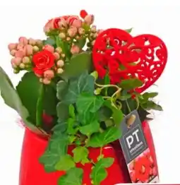 Eurospar Kalanchoe Angebot