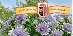 Eurospar Sommerblumen Angebot