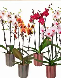Eurospar Phalaenopsis Angebot