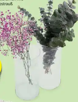 Hofer Eukalyptus Angebot