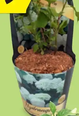Hofer Hortensie Annabelle Angebot