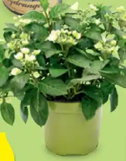 Hofer Girlanden-Hortensie Runaway Bride Angebot