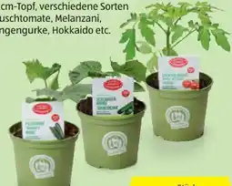 Hofer Zurück zum Ursprung Bio-Fruchtgemüsepflanze Angebot