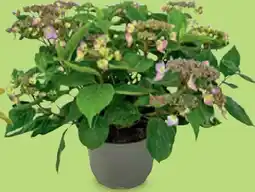 Hofer Hortensie Angebot
