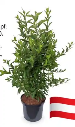 Hofer Blütenhecke Angebot