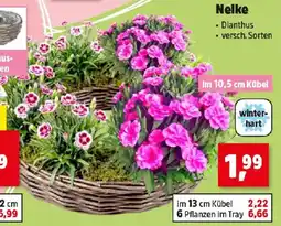 Thomas Philipps Nelke Angebot