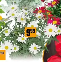 Hornbach Margerite für Angebot