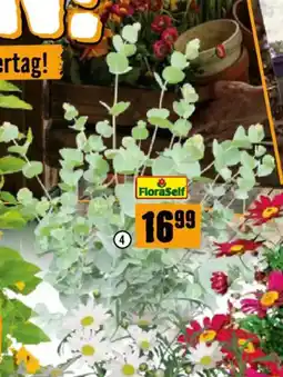 Hornbach Eukalyptus Angebot