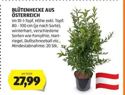 Hofer BLÜTENHECKE AUS ÖSTERREICH Angebot