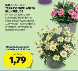 Hofer Margerite, Kapmargerite und Nelke, ø Topf: 10,5 cm Angebot