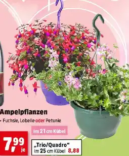 Thomas Philipps Ampelpflanzen Angebot