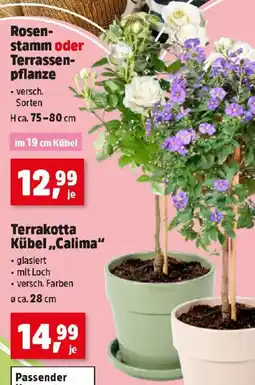 Thomas Philipps Rosen stamm oder Terrassen pflanze Angebot