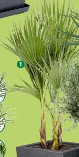 Thomas Philipps 1 Palme Angebot