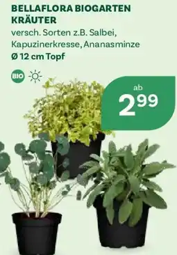Bellaflora Bellaflora biogarten kräuter Angebot
