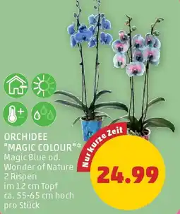 PENNY Orchidee magic colour Angebot