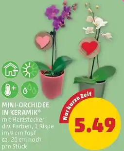 PENNY Mini-orchidee in keramik Angebot