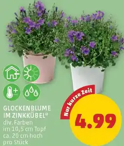 PENNY Glockenblume im zinkkübel Angebot