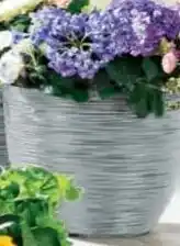 Norma Blumentopf Angebot