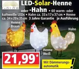 Norma LED-Solar-Henne oder -Hahn Angebot