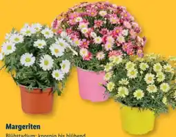 Lidl Margeriten Angebot