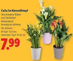 Lidl Calla in Keramiktopf Angebot