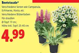 Lidl Beetstaude Angebot