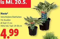 Lidl Hosta Angebot