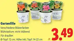 Lidl Gartenlilie Angebot