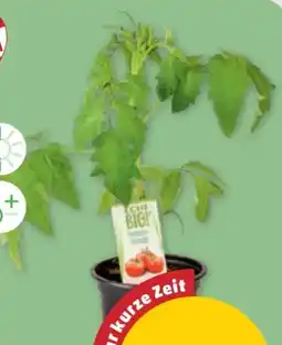 PENNY Echt Bio Gemüsejungpflanzen Angebot