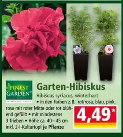 Norma Garten-Hibiskus Angebot