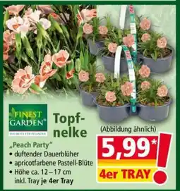 Norma Topfnelke Angebot