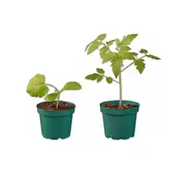 Lidl Bio Gemüsepflanzen verschiedene Sorten Lidl Angebot