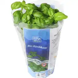 MPreis BIO vom BERG Basilikum-Topf MPREIS Angebot