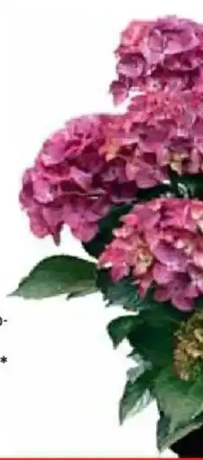 Bauhaus Gartenhortensie Angebot
