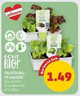 PENNY ECHT BIO! SALATJUNG-PFLANZEN Angebot