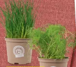 Hofer Zurück zum Ursprung Bio-Kräuter Angebot