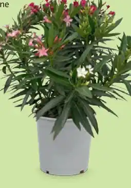 Hofer Oleander Trio Angebot