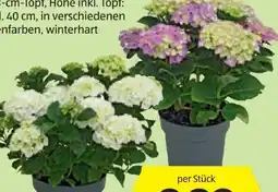 Hofer Gartenhortensien Angebot