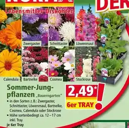Norma Sommer jung pflanzen bauerngarten Angebot